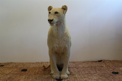 4459 tassidermia leonessa seduta